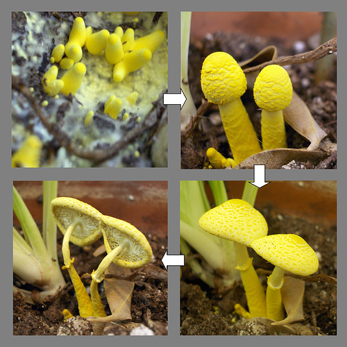 Leucocoprinus birnbaumii mushroom life cycle