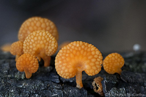 Little orange fungi