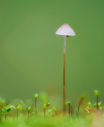 single mushroom growing in moss photographed from ground level