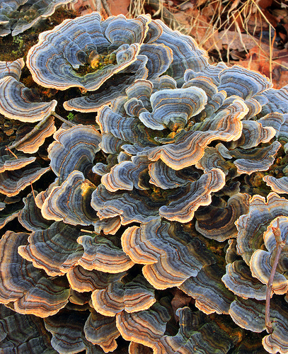 Rainbow bracket fungus (Trametes versicolor) photographed from above