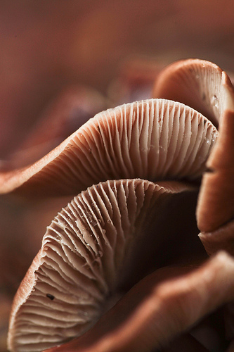 Underside of mushrooms showing gills