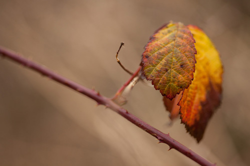 Photo of colorful bramble leaves in winter with no exposure compensation applied