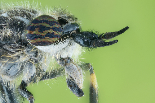 Horsefly portrait