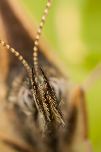 Even at an aperture of f/8, depth of field covers just a small part of this butterfly's mustache