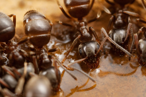 Ants drinking honey