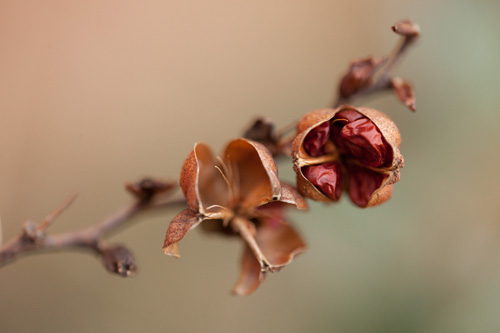 Photo taken by holding onto the plant stem and resting camera against that hand