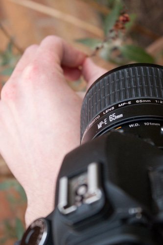 Holding onto the plant stem and resting the camera against that hand to aid stability and focusing