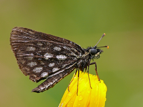 Large Chequered Skipper