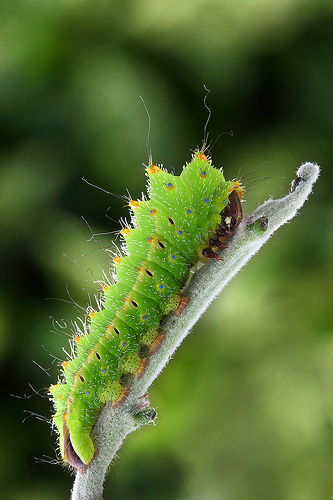 Bruco di Antheraea Mylitta