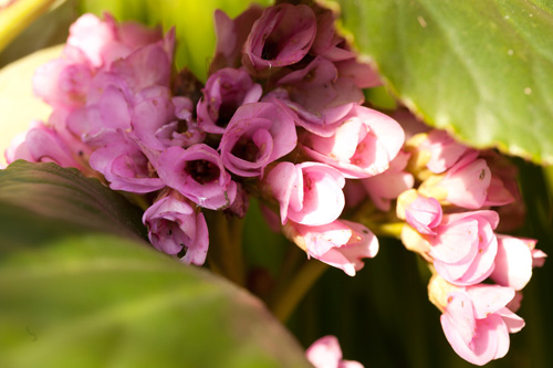 Photographing these flowers in the sun resulted in bright highlights where the sunlight hits, and dark shadows where the light doesn't reach.