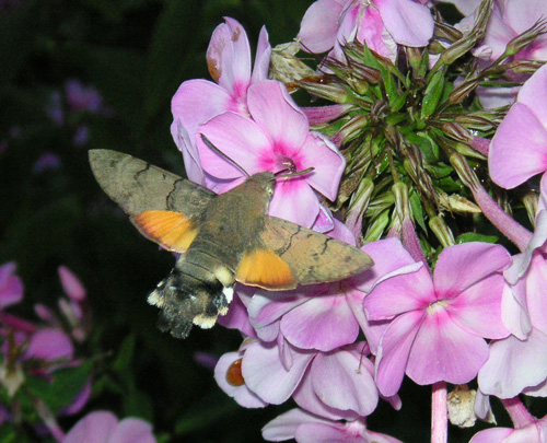 Hummingbird Hawk-moth (Macroglossum stellatarum), photographed in Hanko, Finland