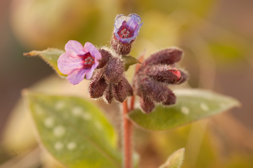 Adding a reflector on the right fills in shadows and helps bring out the color of the opening flower bud on the right.