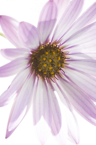 Osteospermum