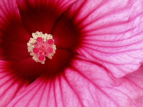 Abstract Hibiscus