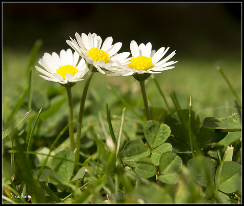 Daisies