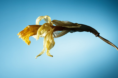 Photo of a dried daffodil flower.