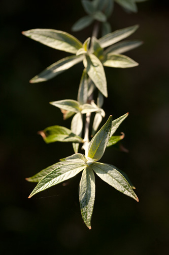 Using the plamp kept the plant from blowing about in the wind, making it much easier to photograph