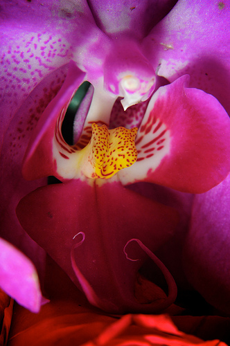 Pink Orchid Macro