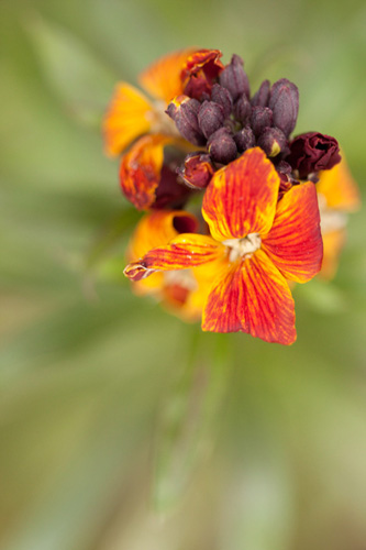 Photo of a wallflower taken with a 100mm macro lens