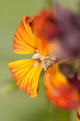 Photo of a wallflower taken with a 100mm macro lens at its closest focusing distance