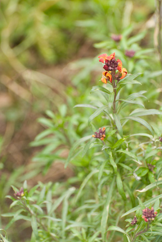 Photo of a wallflower taken with a standard zoom lens zoomed to 100mm at its closest focusing distance