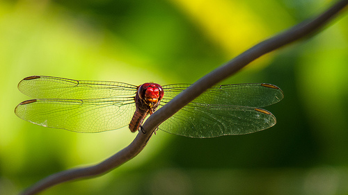 digital camera with macro setting