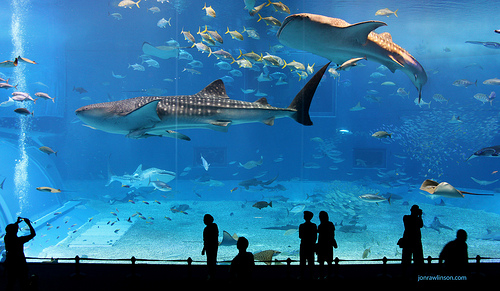 Kuroshio Sea - 2nd largest aquarium tank in the world