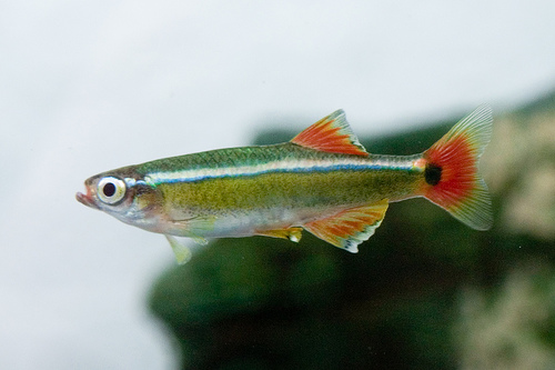 Fish photographed using flash