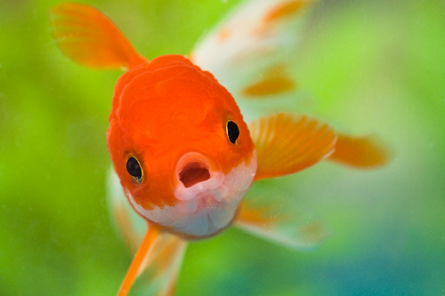 Fish in aquarium photographed using flash