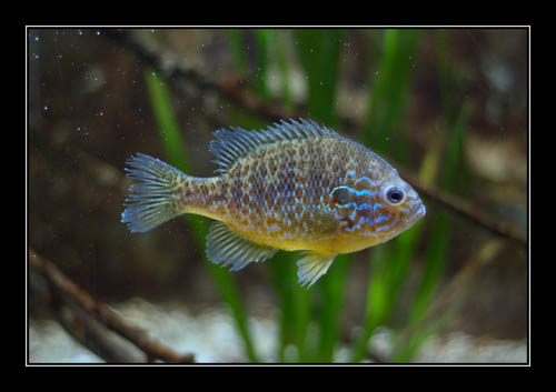 Lepomis gibbosus fish photographed in aquarium with a few dirty spots on the glass