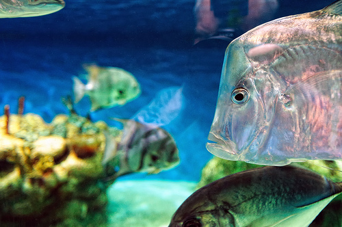 Lookdown Fish, photographed using a high ISO and large aperture to get enough light