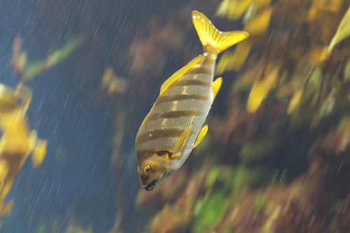 Panning shot of Spottedtail morwong fish