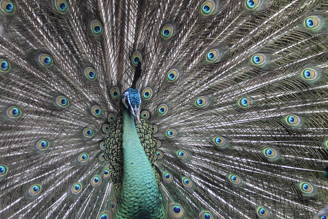 Frame filled with a male peacock displaying