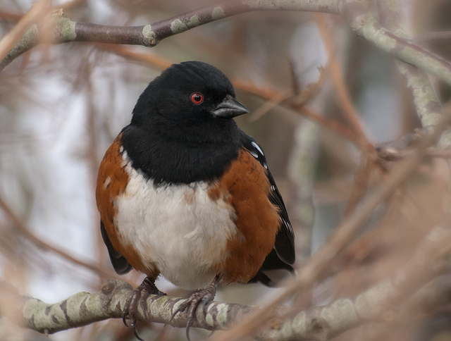 Spotted Towhee bird framed by Branches