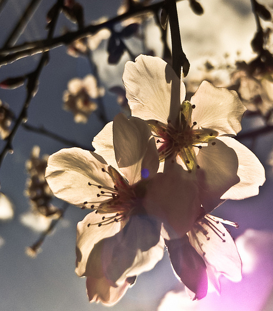 Backlit blossoms