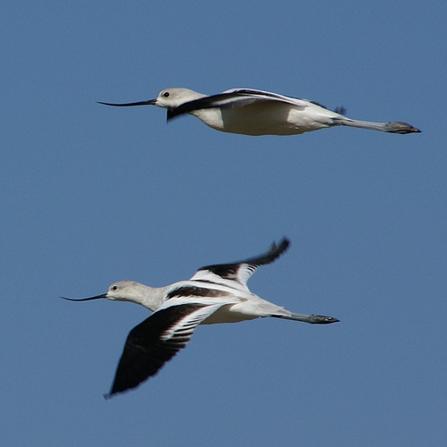 Birds Flying - cropped photo