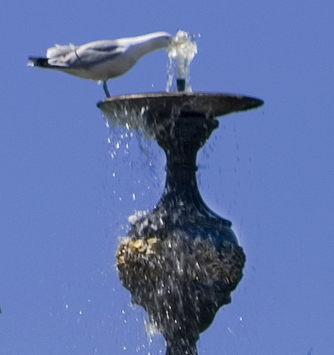 Victoria Fountain - Brian Eno Speaker Flowers Sound Installation at Marlborough House