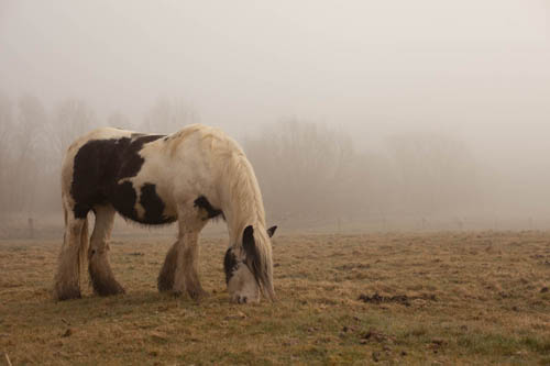 Photo taken in fog using auto exposure with no exposure compensation