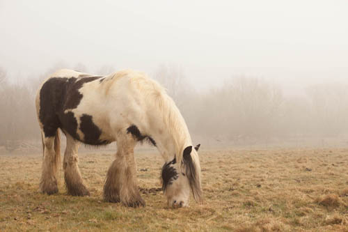 Photo taken in fog using auto exposure with +1.3EV exposure compensation