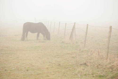 Photo of a horse taken from some distance away using a long focal length (100mm) lens