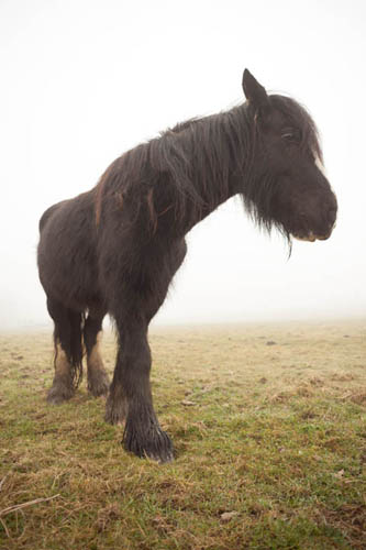 Photo of a horse taken from close up using a short focal length (24mm) lens