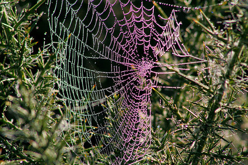 Spider's web covered in water droplets from fog, gleaming in the sun