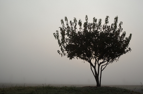 Tree in Fog minimalist photo