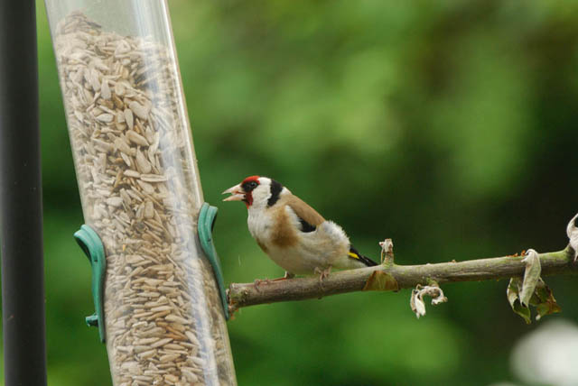 European Goldfinch perching on a stick attached to a feeder