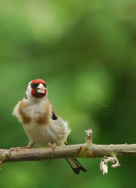 European Goldfinch perching on a twig