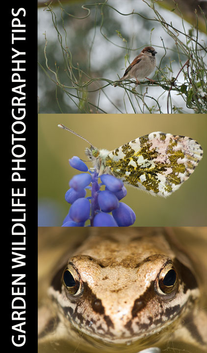 Garden Wildlife Photography Tips