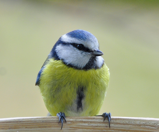 Blue Tit close-up