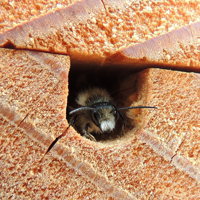 Male red mason bee (Osmia bicornis) in a bee house