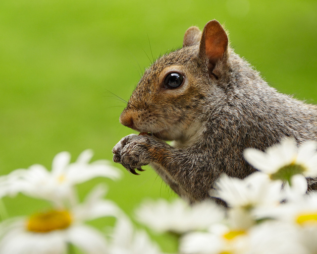 Squirrel eating a nut in a garden