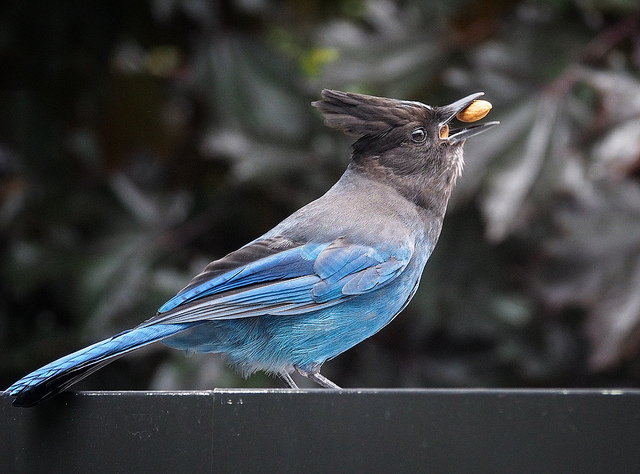 Steller's Jay caching nuts, photographed through a window